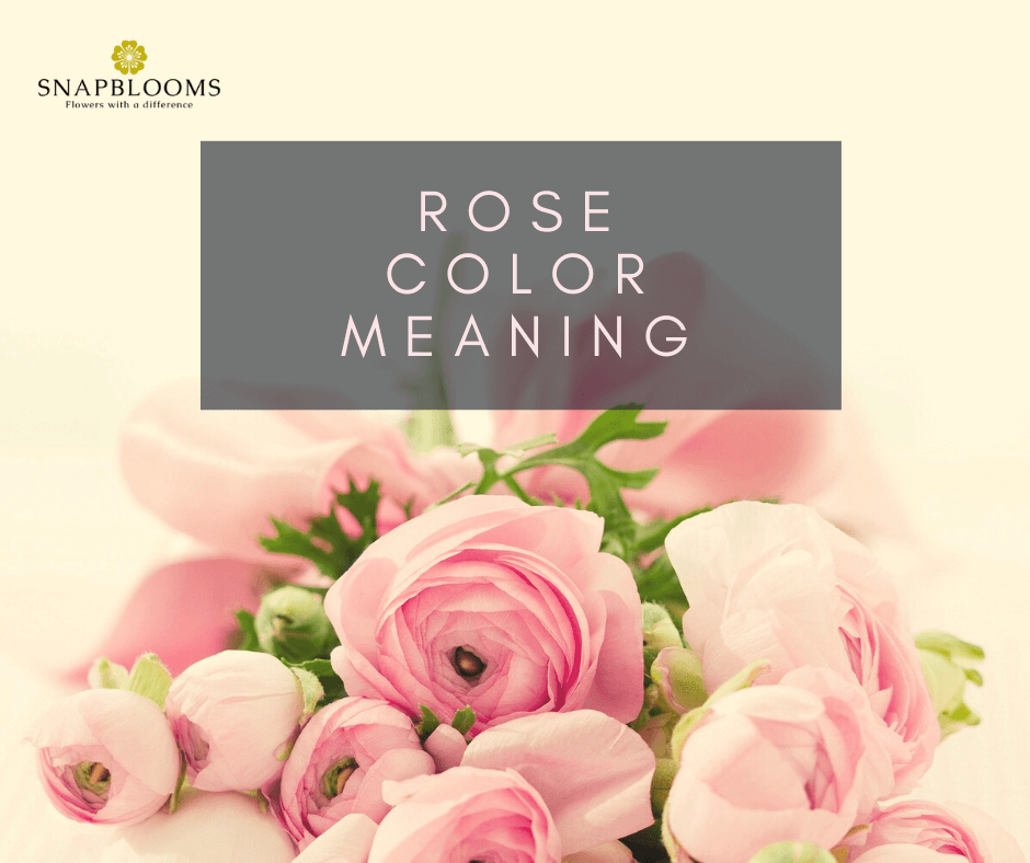 The Ultimate Rose Color Meanings Guide - SnapBlooms Blogs