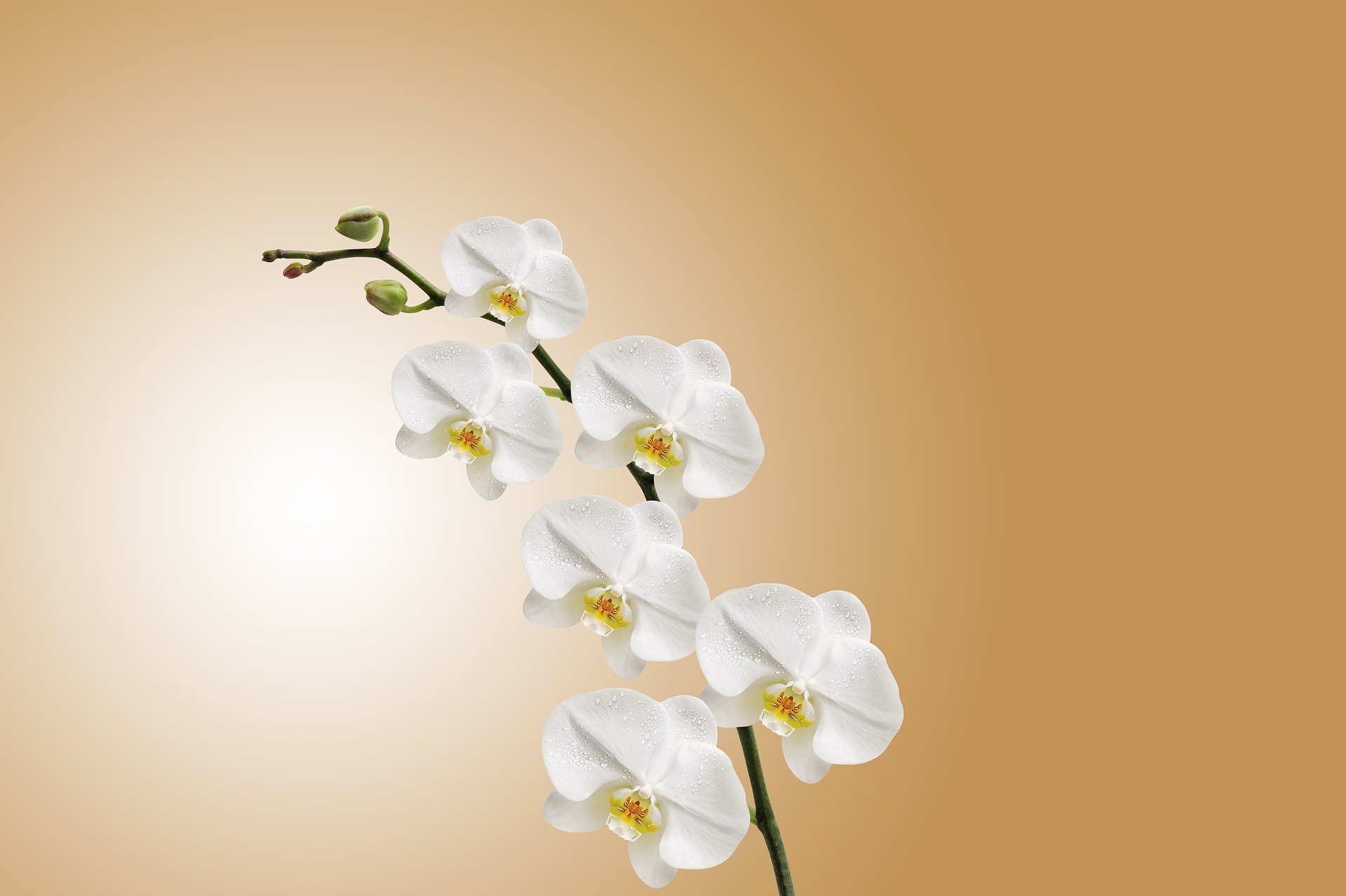 Flower of the Month Orchids SnapBlooms Blogs