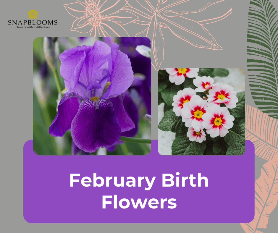 February Birth Flowers Meaning Symbolism Png? I=AA