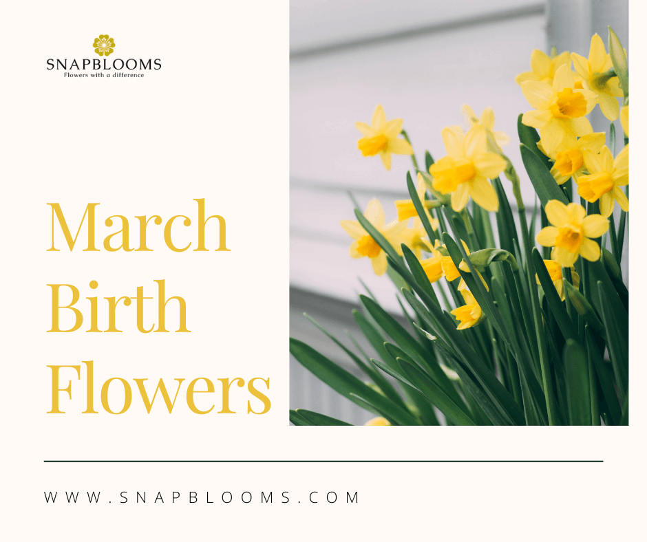 Birth Month Flower of March - The Daffodil