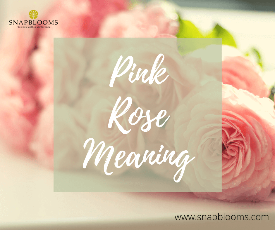 Pink Roses Meaning Pink Roses Symbolism History of Pink Roses