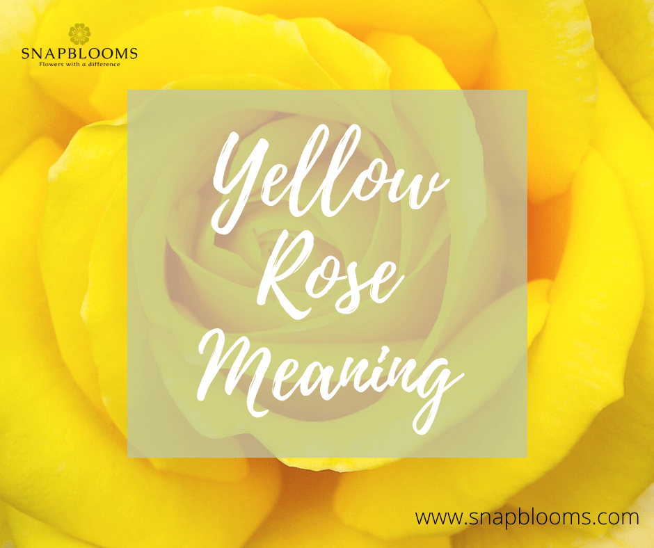 Yellow Rose Meaning, Symbolisms, And History - Snapblooms Blogs