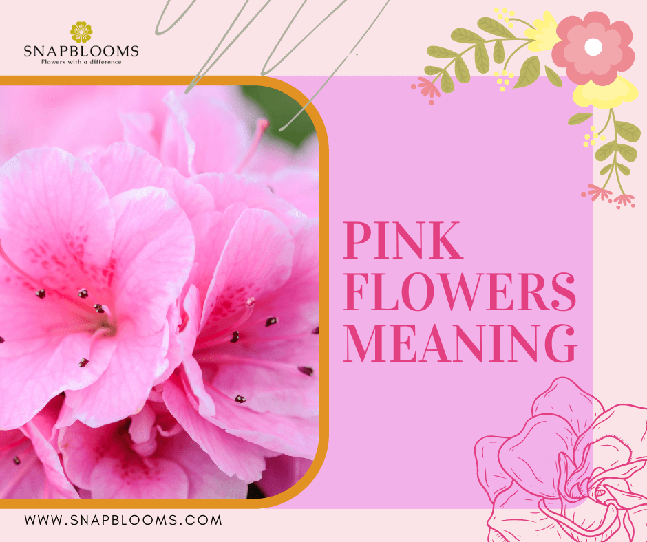 What do Pink Flowers Mean? SnapBlooms Blogs