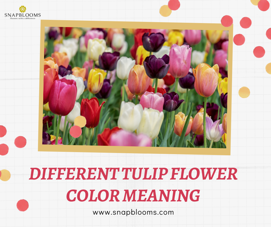 Different Tulip Flower Color Meaning SnapBlooms Blogs