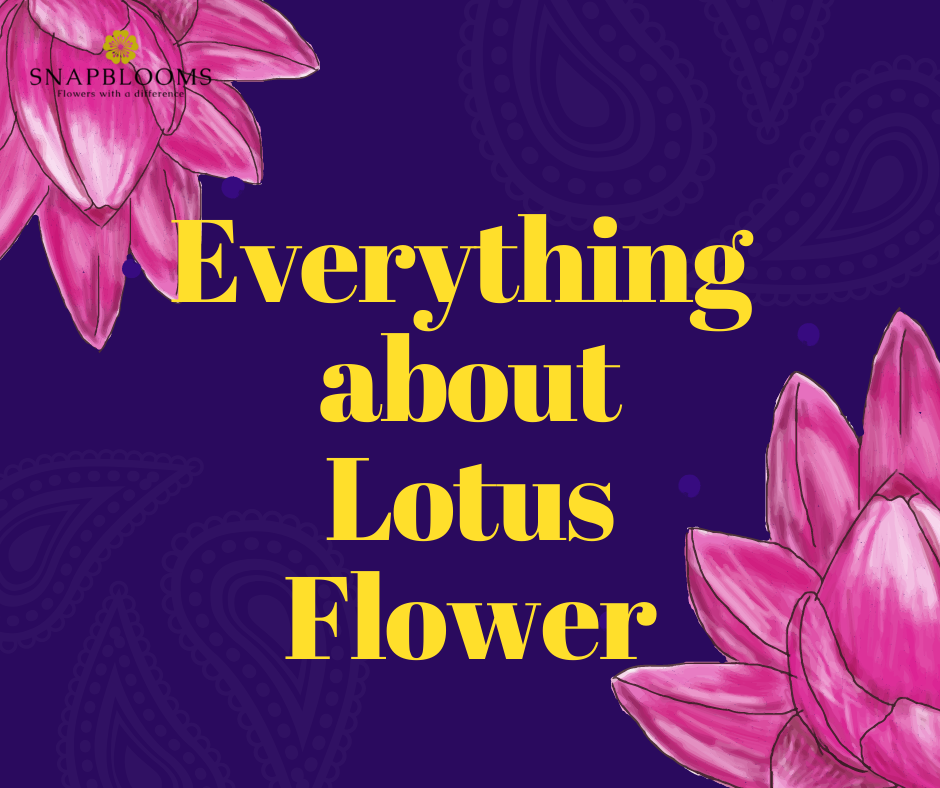 The Real Meaning of the Lotus Flower