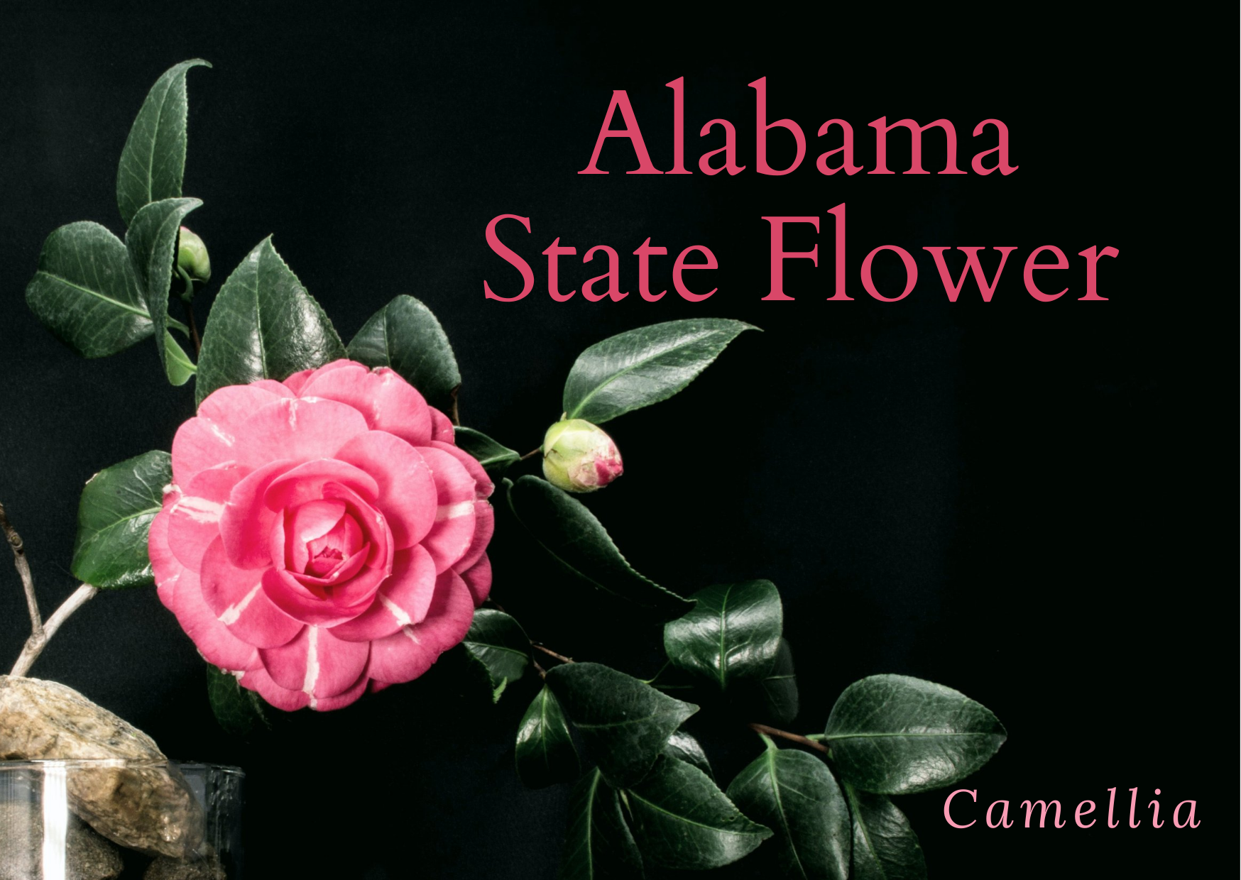 the-alabama-state-flower-camellia-snapblooms