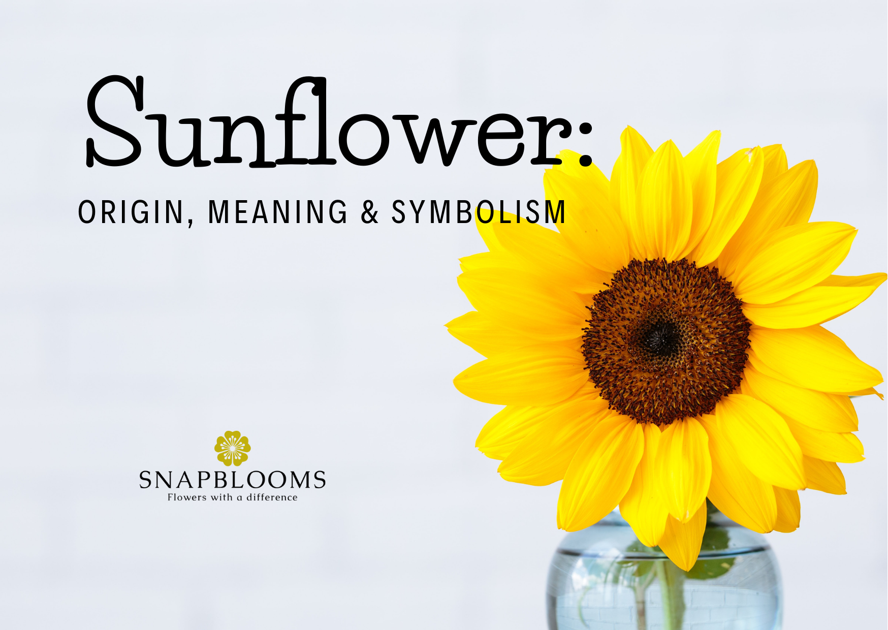 What Do Sunflowers Mean In Dreams