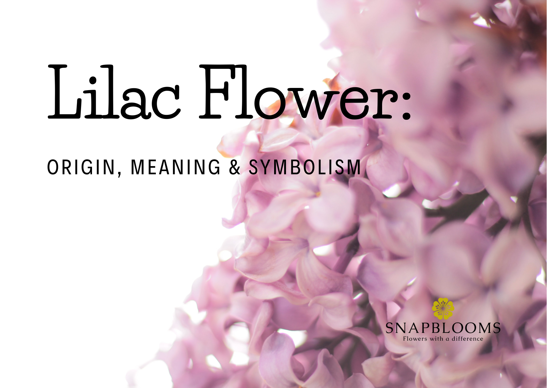 Lilac Flower Origin, Meaning & Symbolism