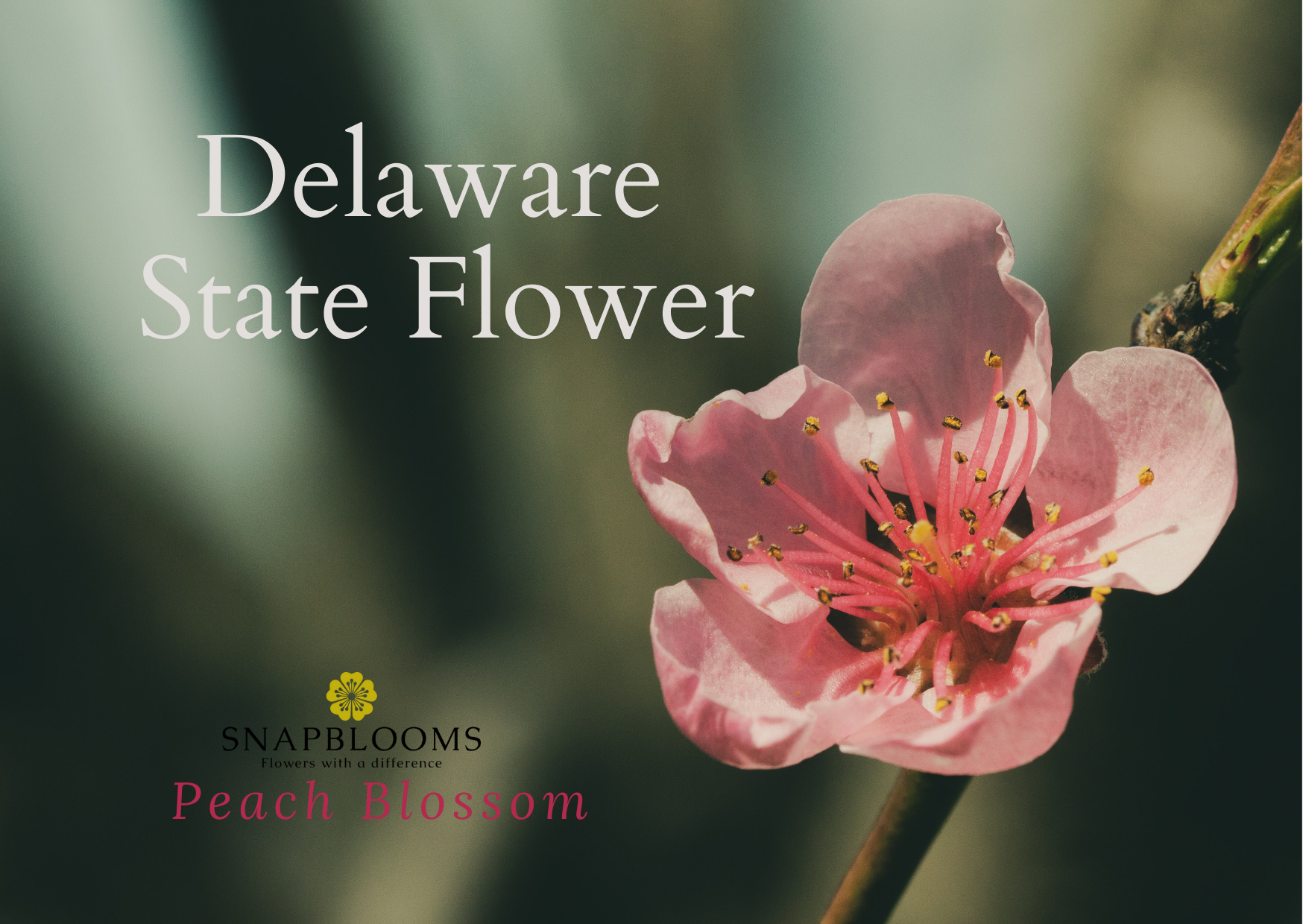 Delaware State Flower - Peach Blossom