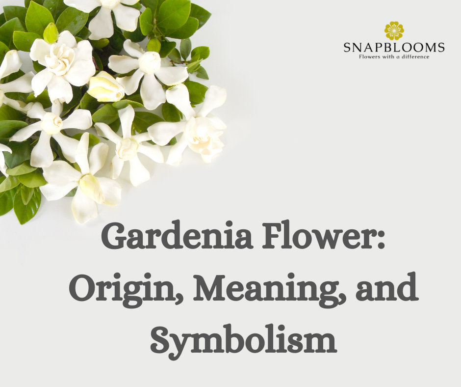 Gardenia Flower: Origin, Meaning, and Symbolism - SnapBlooms Blogs