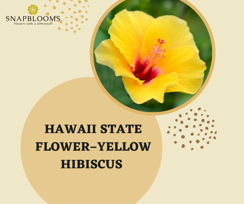 The Hibiscus: Hawaii's State Flower - A Full Guide