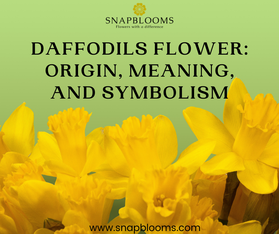 Daffodil Meaning and Symbolism