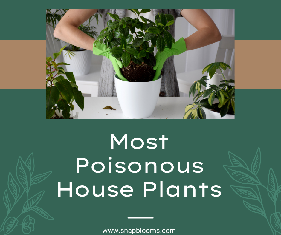 Poisonous cheap house plants