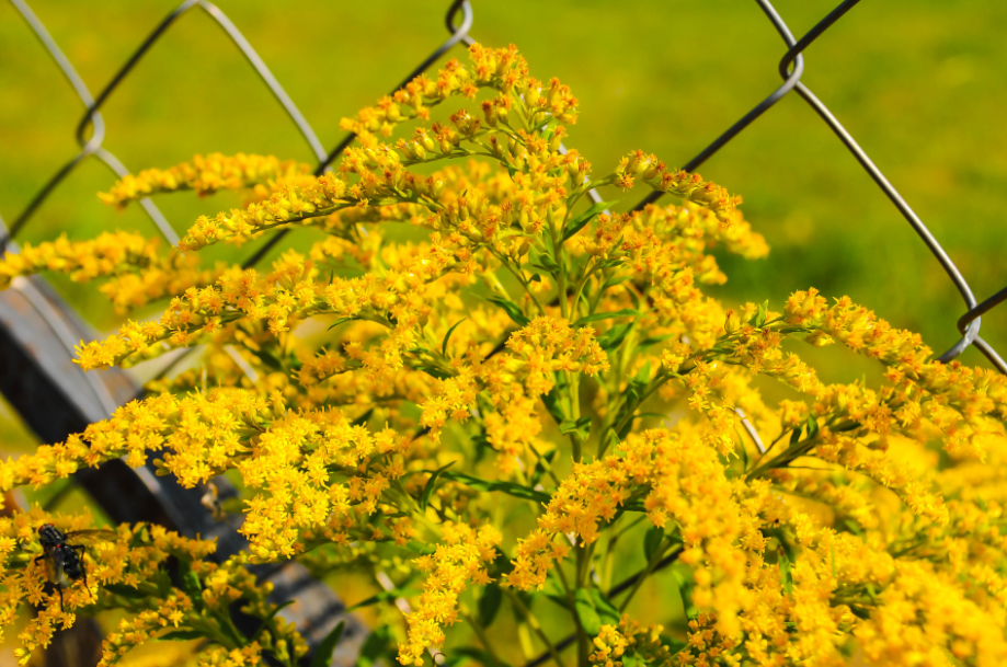 Kentucky State FlowerGiant Goldenrod SnapBlooms Blogs