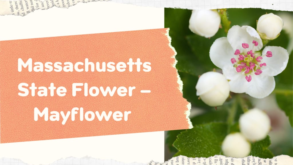 Massachusetts State Flower Mayflower SnapBlooms Blogs massachusetts-state-flower-mayflower-snapblooms-blogs