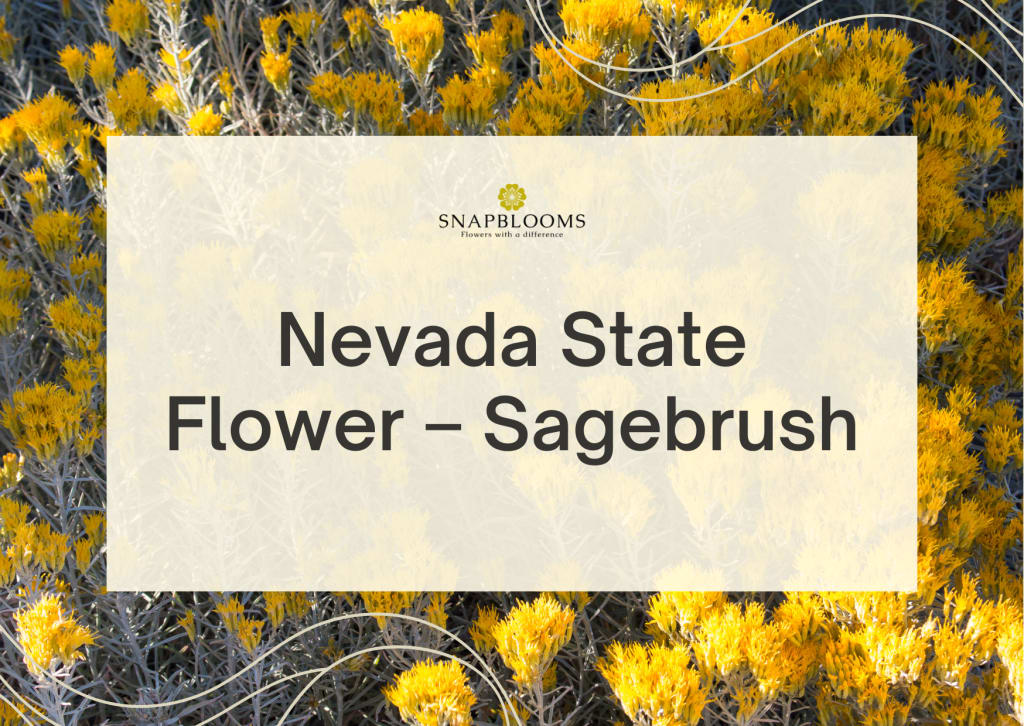 Nevada State Flower Sagebrush SnapBlooms Blogs