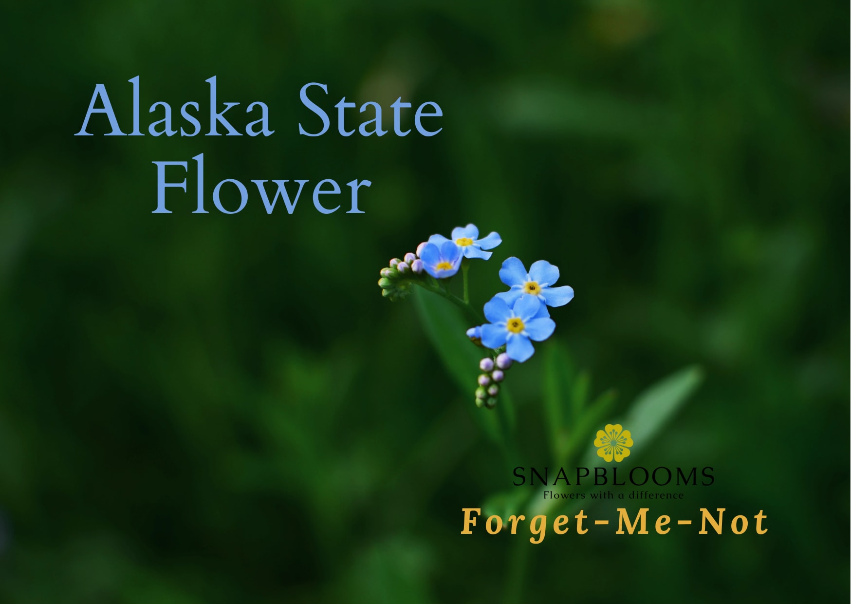 Alaska State Flower Forget Me Not