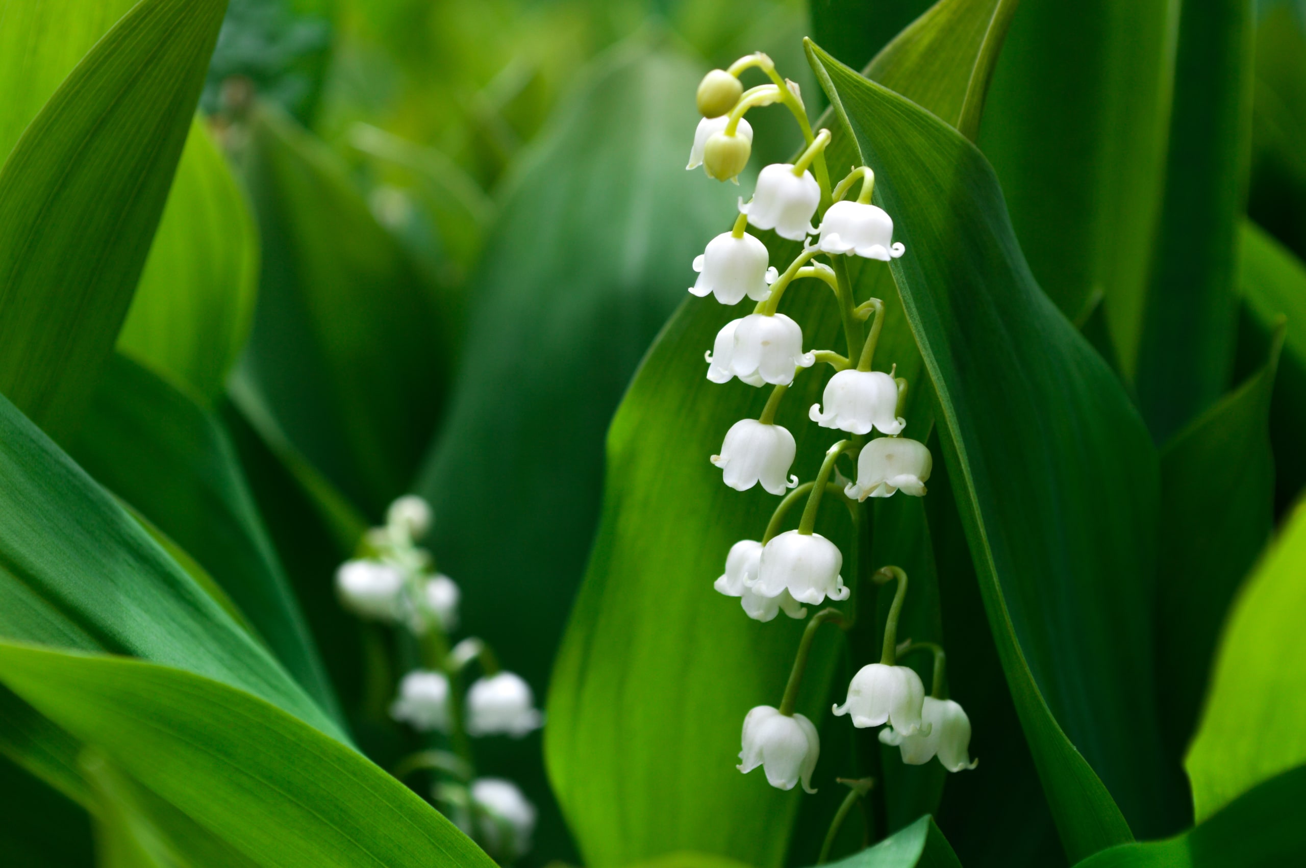 Birth flower of the month: lily of the valley