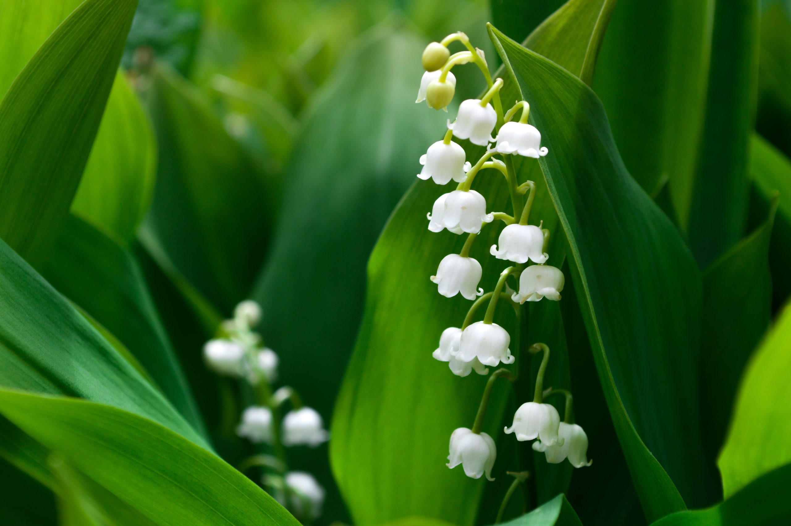 May Birth Flowers Lily Of The Valley