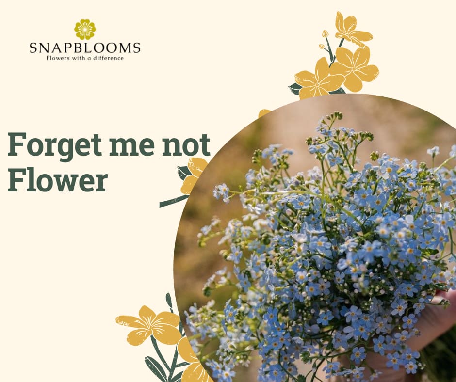 Forget Me Not Flower Myosotis Scorpioides Snapblooms Blogs