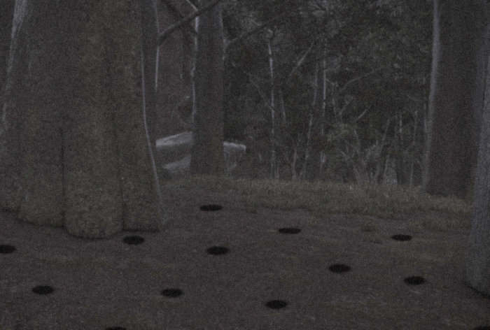 Strange dark holes dug around the trees