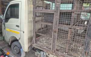 tata-ace
