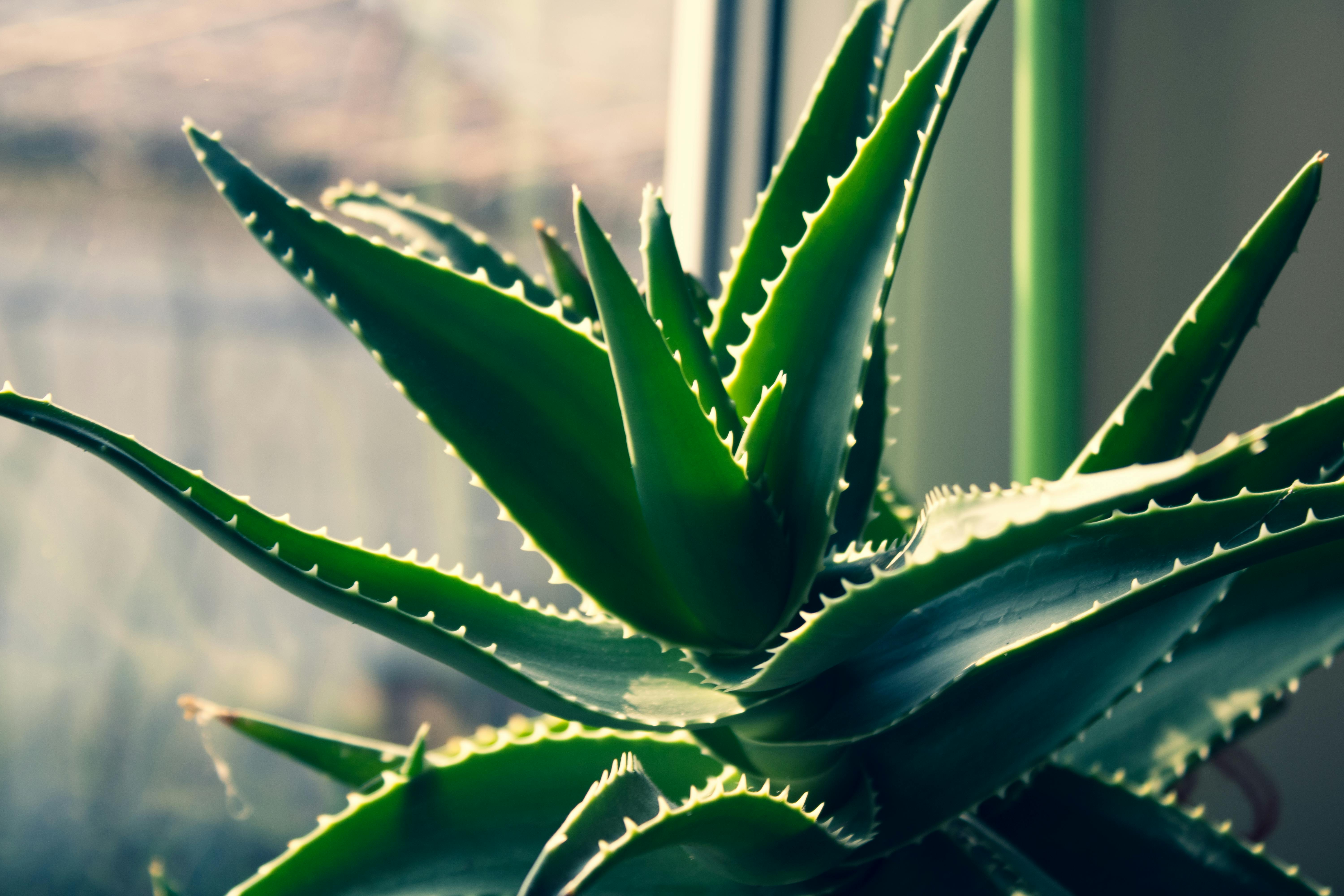 Aloe vera péï