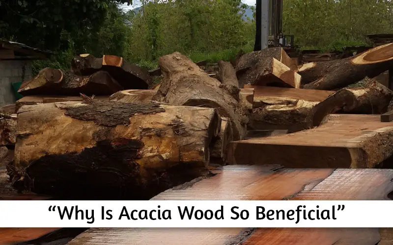 Future of Acacia Hardwood in Home Design in 2024 Future of Acacia Hardwood in Home Design in 2024