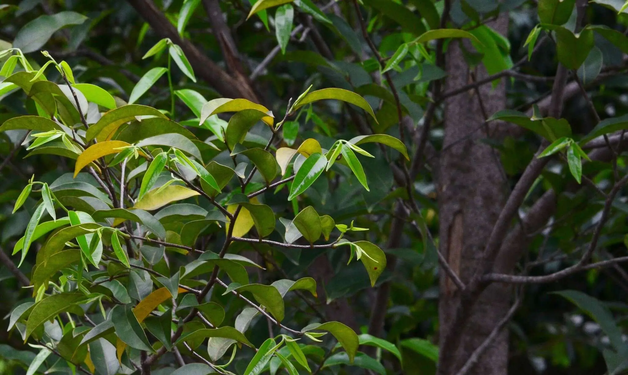<strong>Wholesale Agarwood in Vietnam</strong> is the best for Purchasing and import