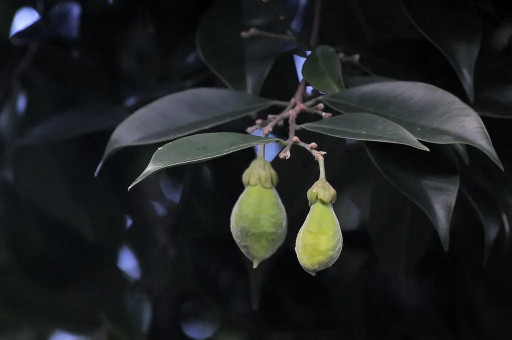 <strong>Wholesale Agarwood in Vietnam</strong> is the best for Purchasing and import