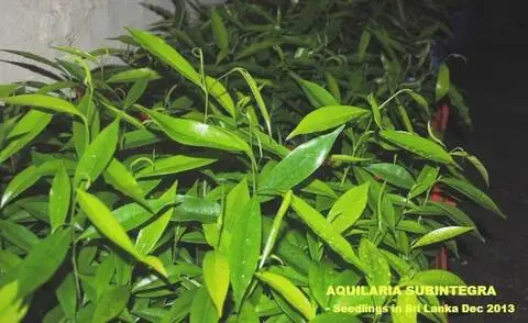 <strong>Wholesale Agarwood in Vietnam</strong> is the best for Purchasing and import