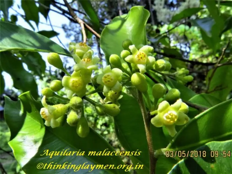 <strong>Wholesale Agarwood in Vietnam</strong> is the best for Purchasing and import