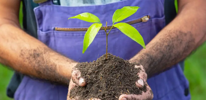 <strong>Wholesale Agarwood in Vietnam</strong> is the best for Purchasing and import