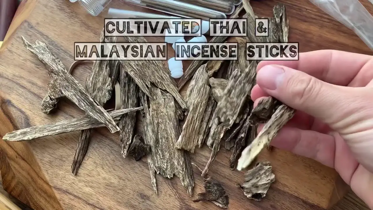 The Country with the Best Natural <strong>Agarwood in the World</strong>