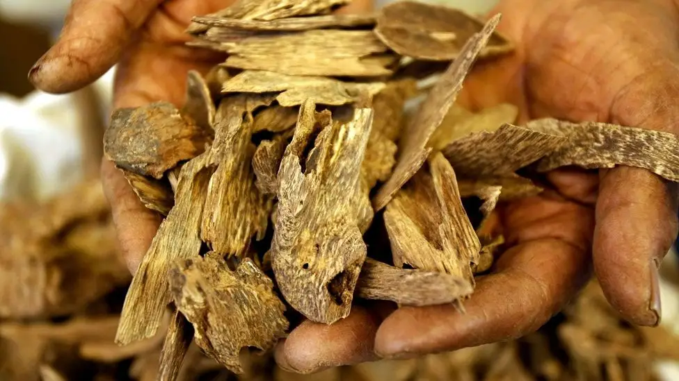 The Country with the Best Natural <strong>Agarwood in the World</strong>