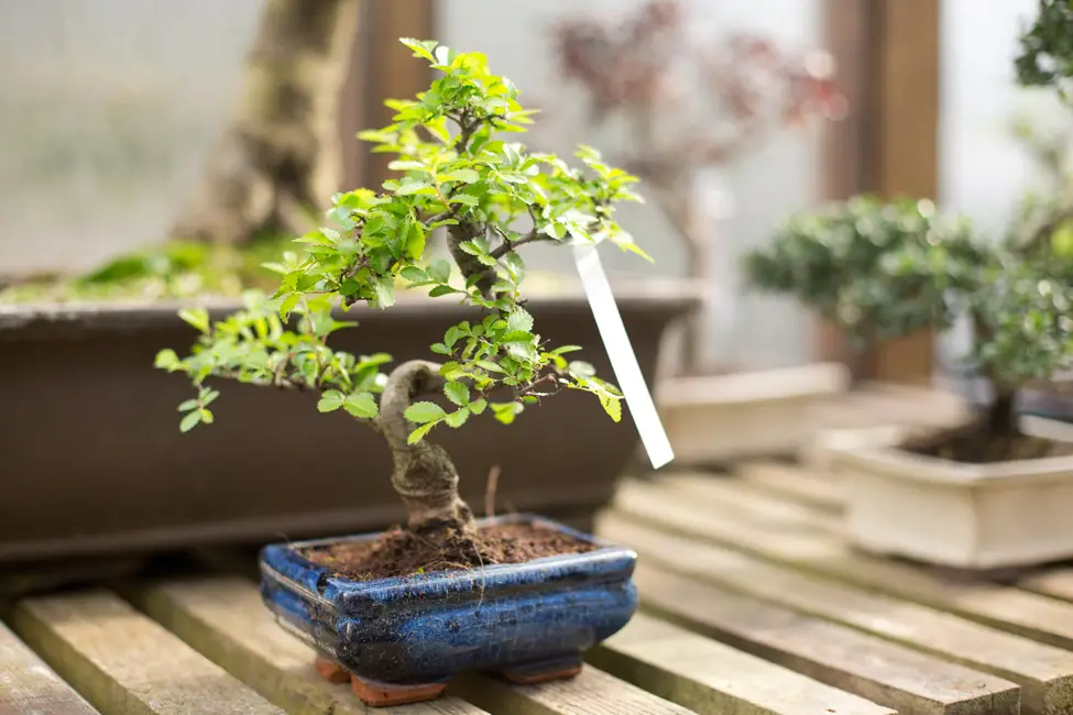 The Allure of Indoor Bonsai Gardens Bringing Nature's Beauty Indoors The Allure of Indoor Bonsai Gardens Bringing Nature's Beauty Indoors