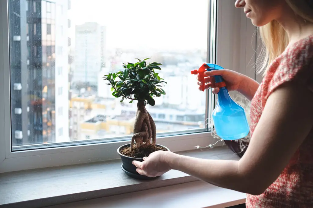 The Allure of Indoor Bonsai Gardens Bringing Nature's Beauty Indoors The Allure of Indoor Bonsai Gardens Bringing Nature's Beauty Indoors