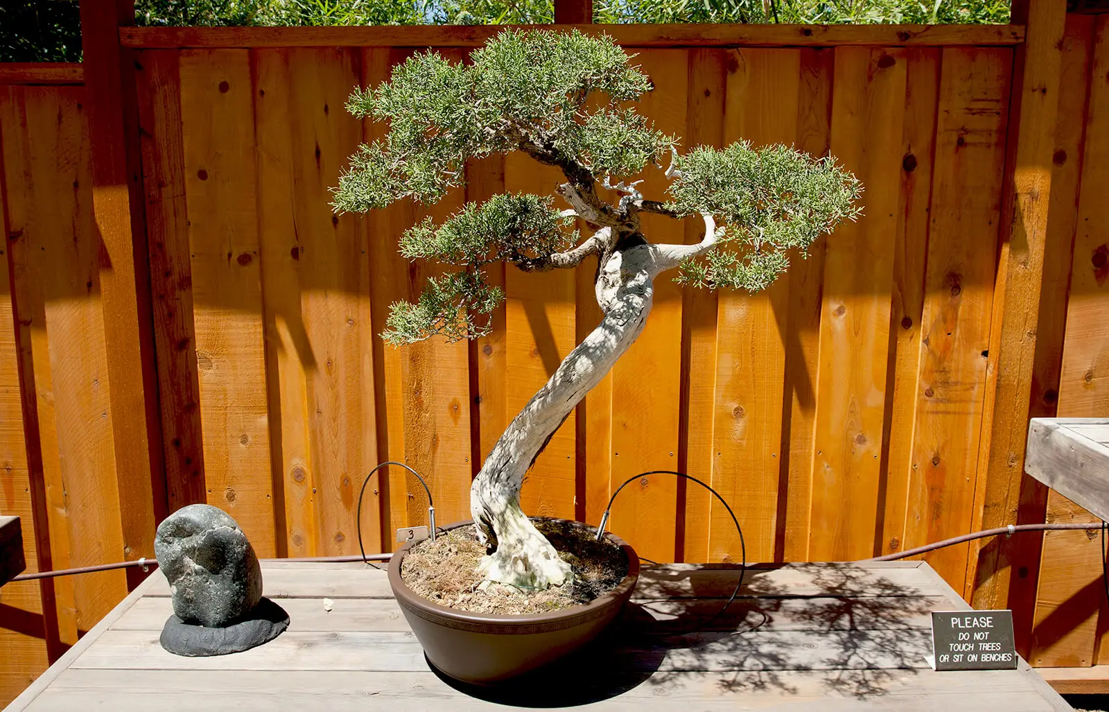 The Allure of Indoor Bonsai Gardens Bringing Nature's Beauty Indoors The Allure of Indoor Bonsai Gardens Bringing Nature's Beauty Indoors