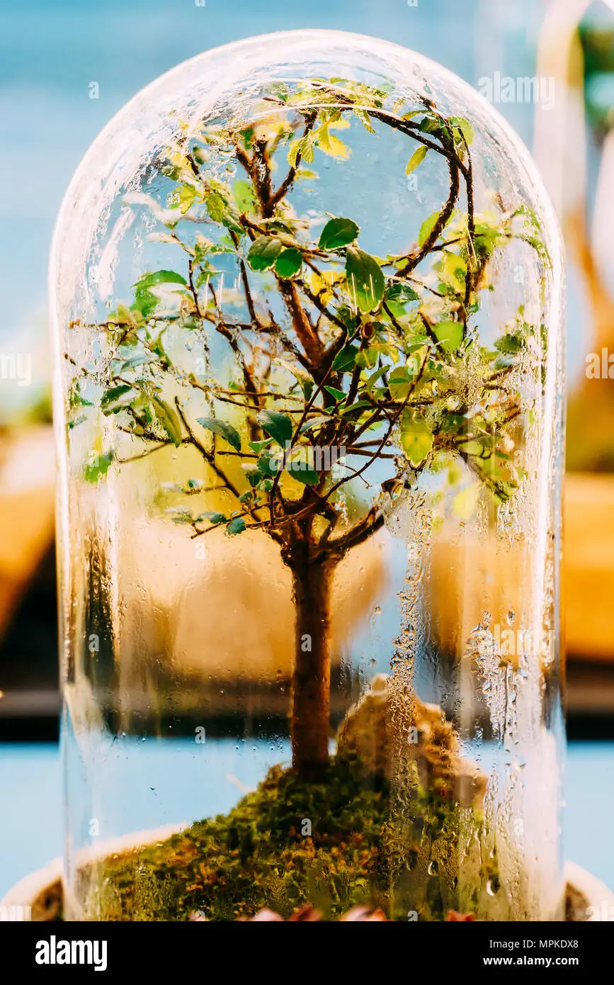The Art of Decorative Bonsai Transforming Nature into Miniature Masterpieces
