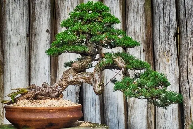 The Art of Table Bonsai Miniature Trees for Indoor Elegance