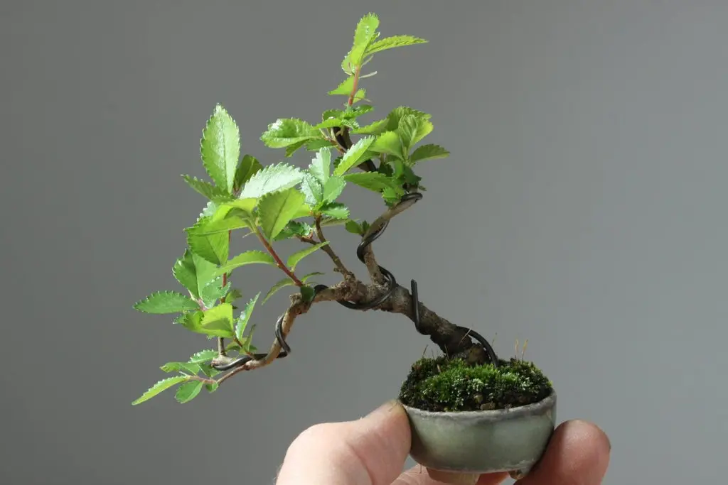 Mini Bonsai A Guide to Cultivating Tiny Trees