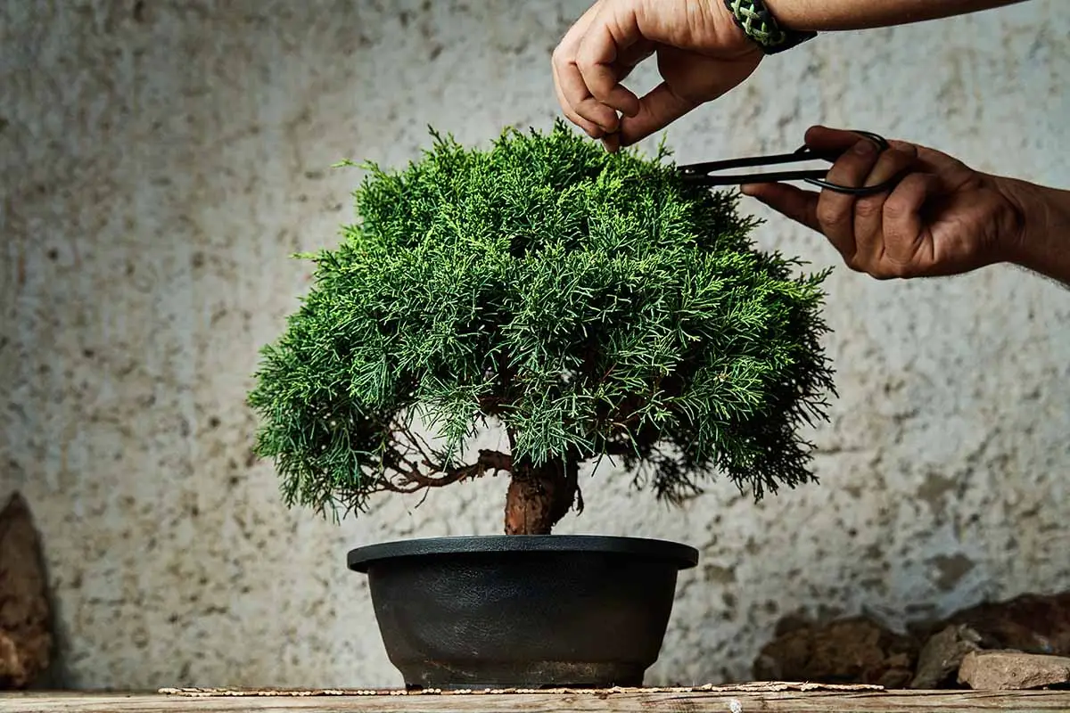 Mini Bonsai A Guide to Cultivating Tiny Trees