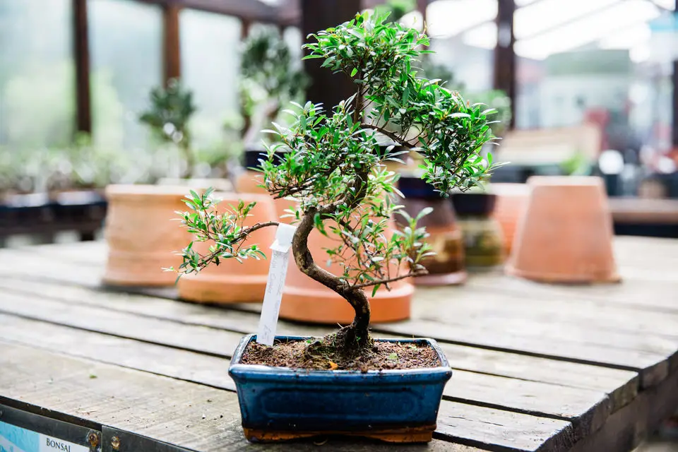 Mini Bonsai A Guide to Cultivating Tiny Trees