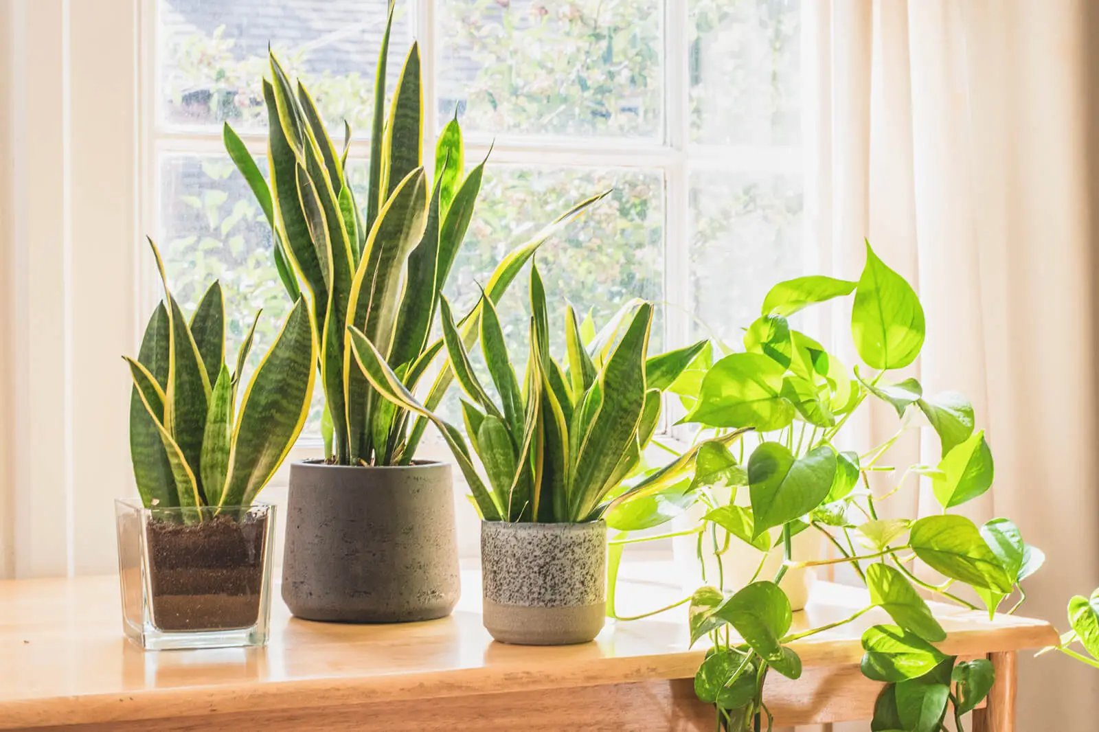 The Benefits of Indoor Plants Cultivating Health and Well-being