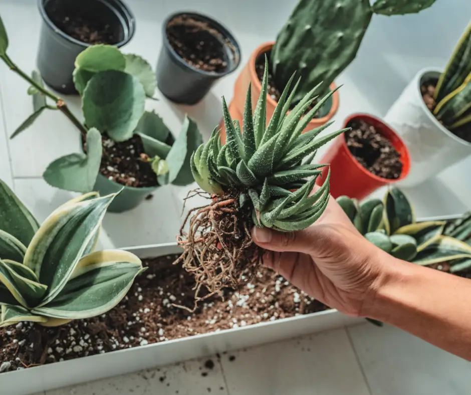 The Benefits of Indoor Plants Cultivating Health and Well-being
