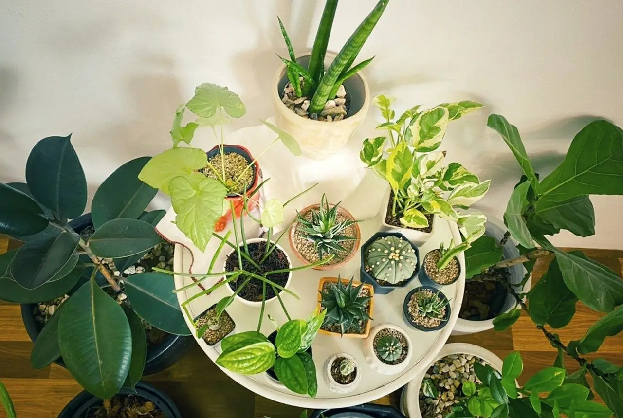 The Benefits of Indoor Plants Cultivating Health and Well-being