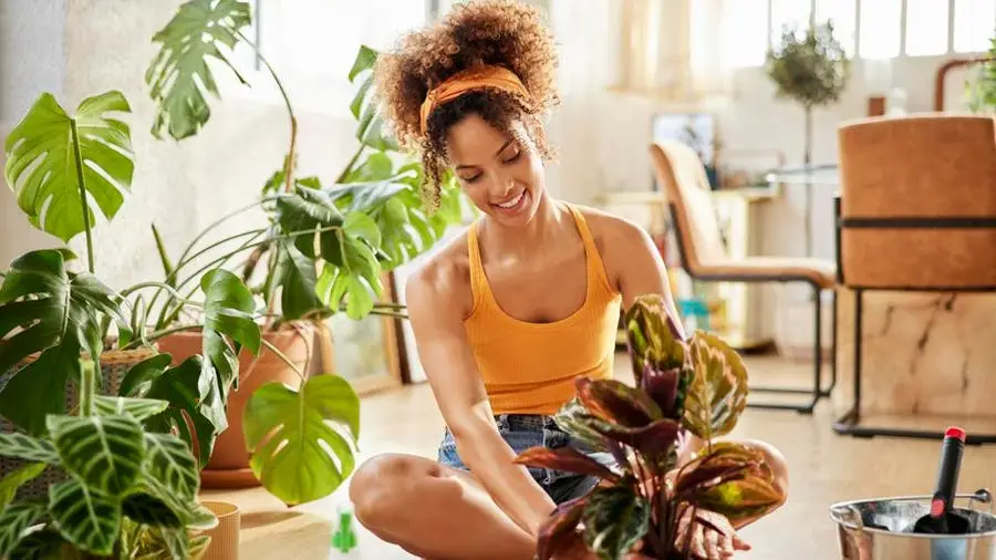 The Benefits of Indoor Plants Cultivating Health and Well-being