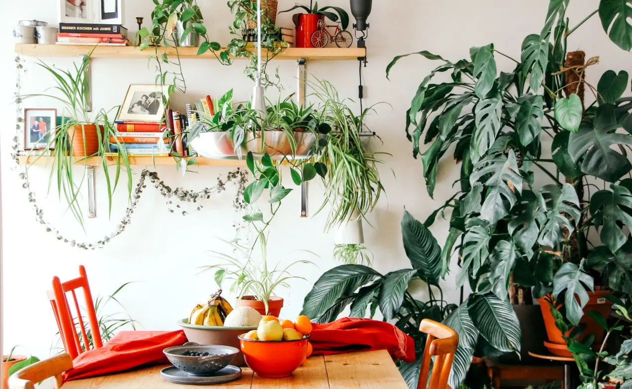 The Benefits of Indoor Plants Cultivating Health and Well-being