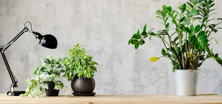 Desk Plants Greening Your Workspace