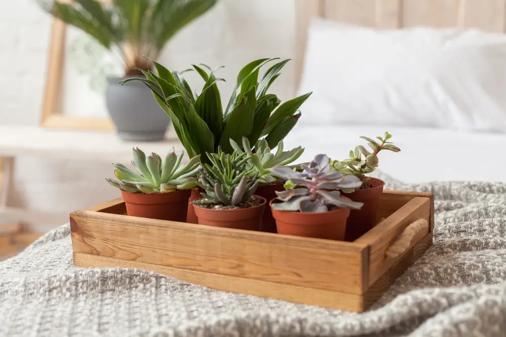 Desk Plants Greening Your Workspace